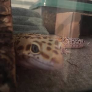 Meet your Posher, Raegan